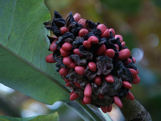 Bigleaf Magnolia tree bud